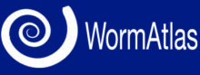 WormAtlas logo