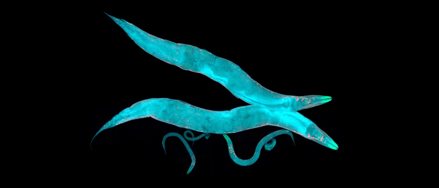 International C Elegans Conference