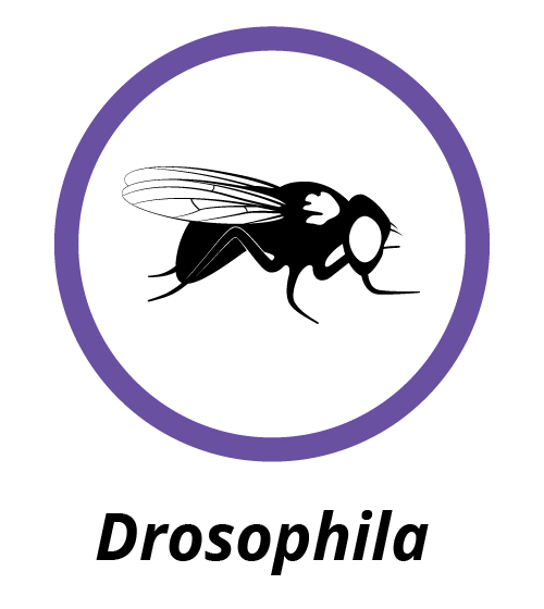 Drosophila icon
