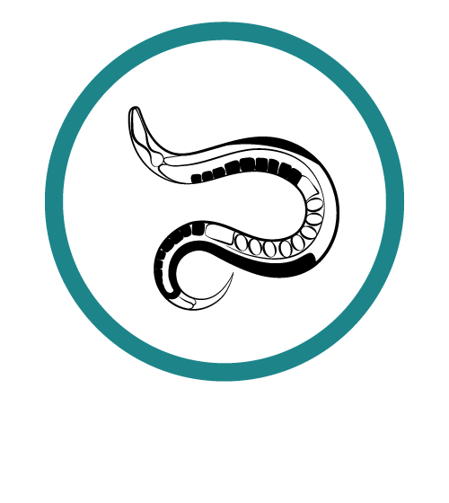 C. elegans icon