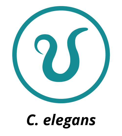 C. elegans logo