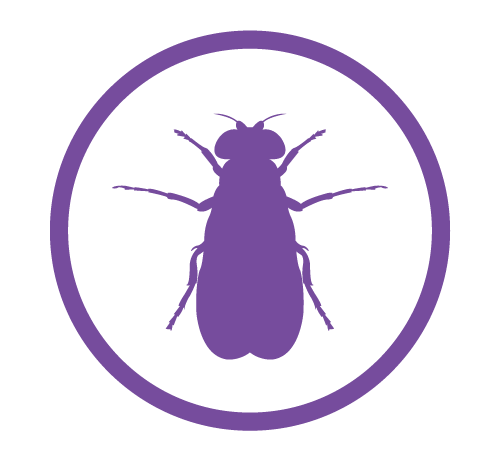 Drosophila logo