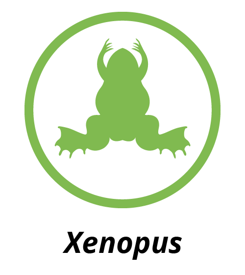 Xenopus logo