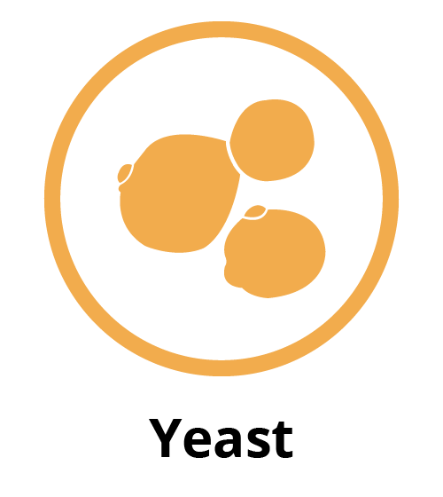 Yeast logo