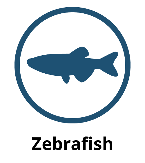 Zebrafish logo