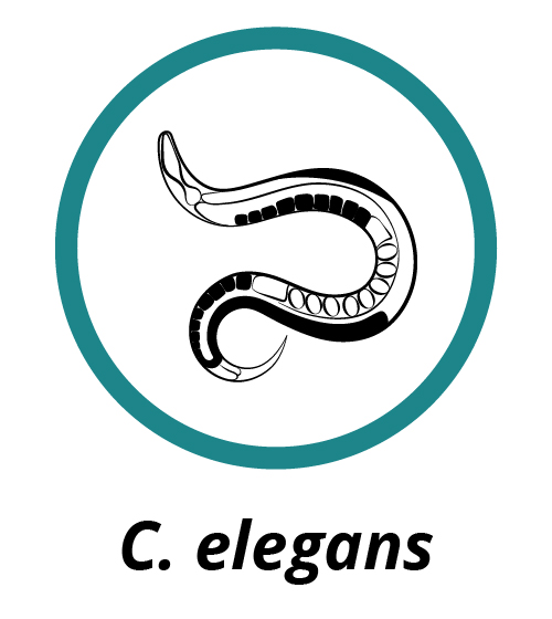 C. elegans icon