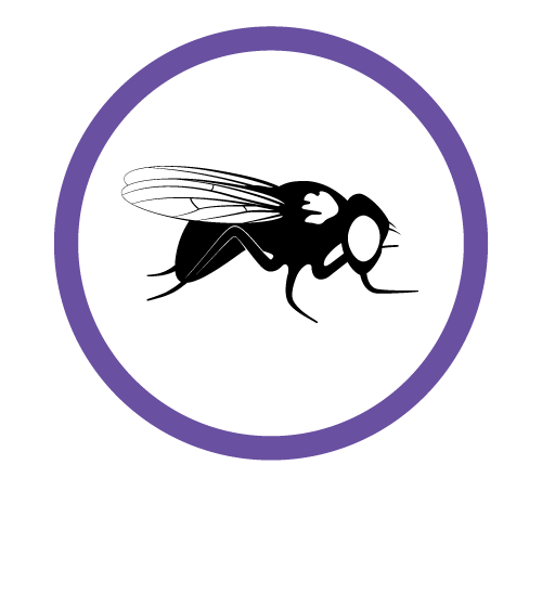 Drosophila icon