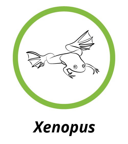 Xenopus