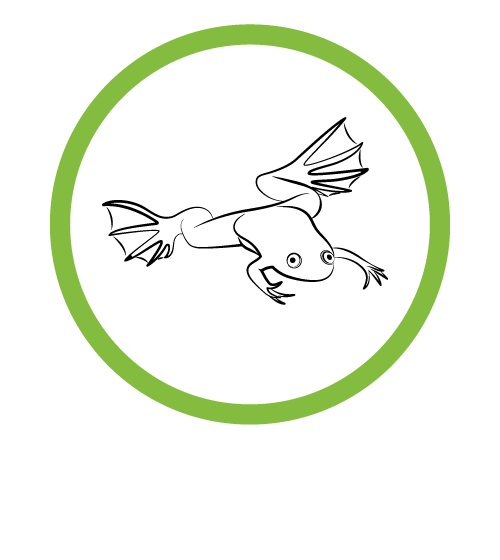 Xenopus