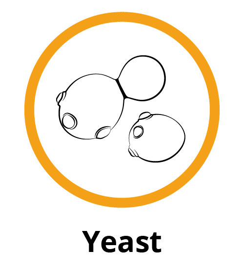 Yeast