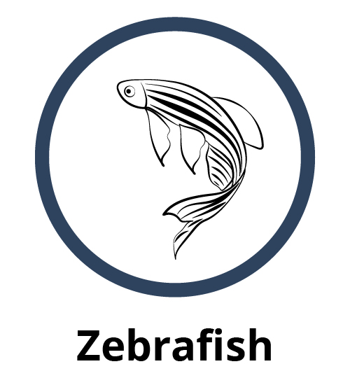 Zebrafish
