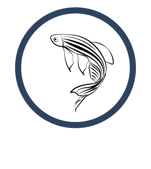 Zebrafish
