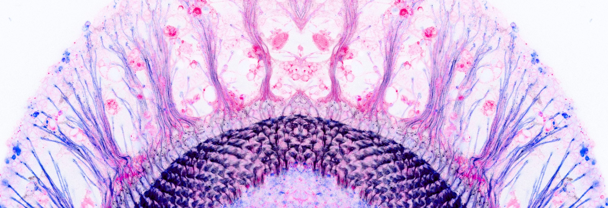 Image of Drosophila brain