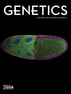 Cover of the January 2024 issue of GENETICS showing a fluorescent image of a lateral cross section of Stage 10 Drosophila melanogaster egg chamber.